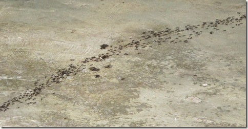 Altun Ha 004 Altun Ha 004