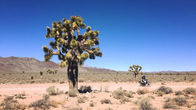 march-death-valley-tree-riding